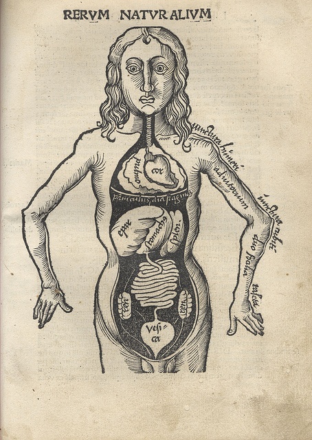 anatomy1.jpg