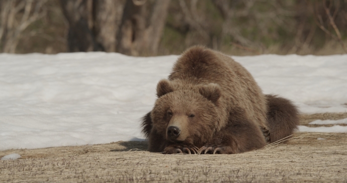 Фильм "Земля медведей": медведь как хозяин Камчатки