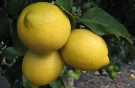 Лимоны богаты витамином С