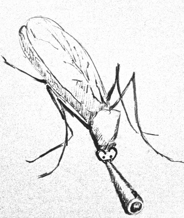 болотный комар.jpg