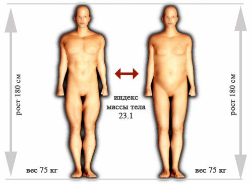 Индекс массы тела и соотношение жира