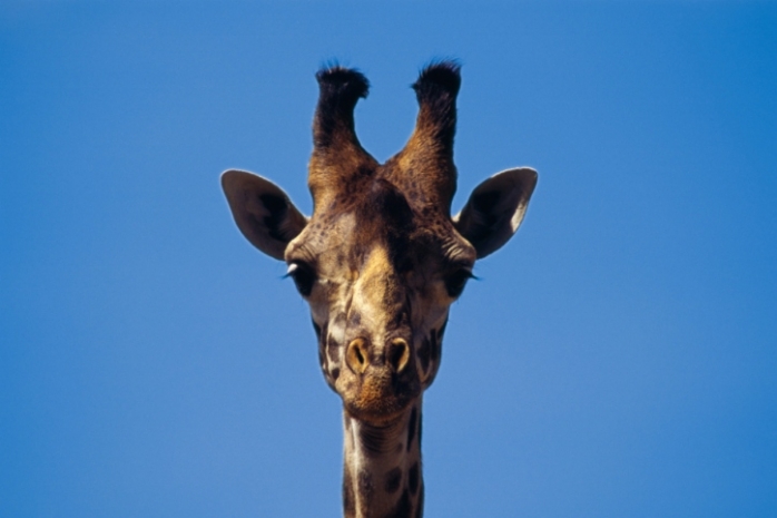 Слово о жирафе: как воспринимают жестокость дети?