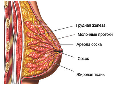 Изменения в грудных железах в период беременности